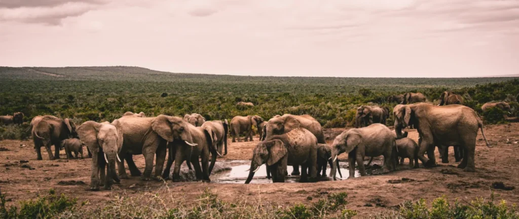 Manada de elefantes nas savanas da Africa do Sul